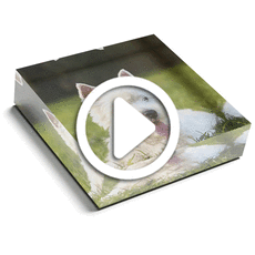 Stunning Photo Glass Paperweight