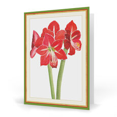 Red Amaryllis Holiday Cards